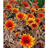 Sonnenauge `Orange Marble®` Sonnenauge `Orange Marble®`