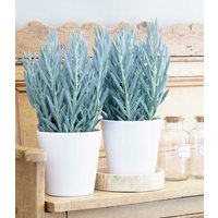 Senecio Aquarine® `Mount Everest` Senecio Aquarine® `Mount Everest`