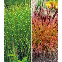 Pflegeleichte Ziergras-Kollektion Pflegeleichte Ziergras-Kollektion