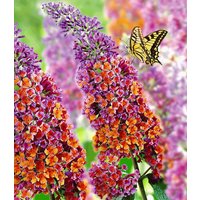 Buddleia `Flower-Power® im 2-Liter Topf` Buddleia `Flower-Power® im 2-Liter Topf`