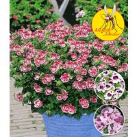 Duft-Geranie 'Moskito-Schocker®'