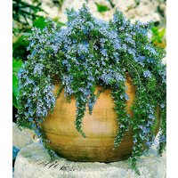 Hänge-Rosmarin `Capri` Hänge-Rosmarin `Capri`