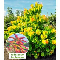 Cercis `The Rising Sun`, Judasbaum Cercis `The Rising Sun`, Judasbaum