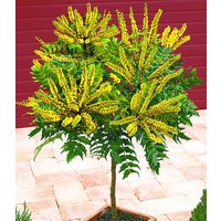 Mahonien-Stämmchen Mahonien-Stämmchen