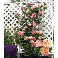 Kletter-Rose `Julie Andrieu®` Kletter-Rose `Julie Andrieu®`