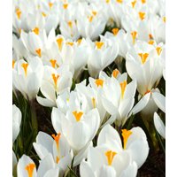 Krokus `Jeanne d`Arc` Krokus `Jeanne d`Arc`