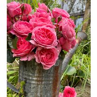 Rose `Comtesse Liger Belair®` Rose `Comtesse Liger Belair®`