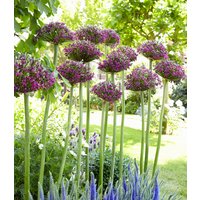 Allium `Magic` Allium `Magic`