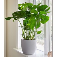 Fensterblatt