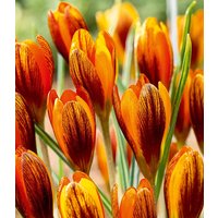 Krokus `Orange Monarch` Krokus `Orange Monarch`