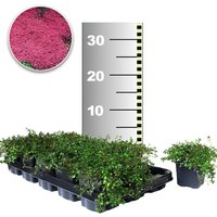 Bodendecker-Thymian 25 Stk. Bodendecker-Thymian 25 Stk.