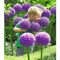 Allium `Globemaster` Allium `Globemaster`