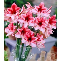 Amaryllis `Charisma` Amaryllis `Charisma`