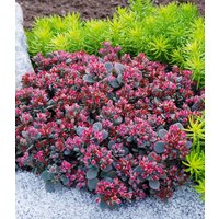 Sedum Sun Sparkler® `Sedoro Blue Elf` Sedum Sun Sparkler® `Sedoro Blue Elf`