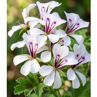 Hänge-Geranien 'White Glacier®'