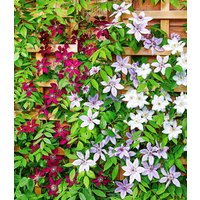 Winterharte Clematis Triologie Winterharte Clematis Triologie