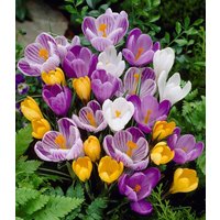 Großblumiger Krokus-Mix 30 Zwiebeln Großblumiger Krokus-Mix 30 Zwiebeln