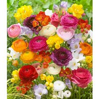 Freesien- & Ranunkel-Mix `Butterfly Beauty` Freesien- & Ranunkel-Mix `Butterfly Beauty`