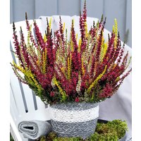 Calluna Knospenheide `Colour Twister®` im 17 cm XXL-Topf Calluna Knospenheide `Colour Twister®` im 17 cm XXL-Topf