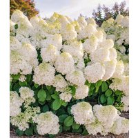 Rispenhortensie ‚Little Hottie‘ (1 Pflanze) Rispenhortensie ‚Little Hottie‘ (1 Pflanze)