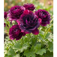 Hänge-Geranien 'Royal Night®'