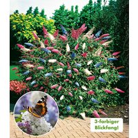 Sommer-Flieder `Papillion Tricolor` Sommer-Flieder `Papillion Tricolor`