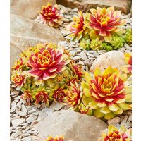 Sempervivum `Gold Nugget®`, im XL-Topf Sempervivum `Gold Nugget®`, im XL-Topf