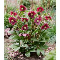 Christrose `ViV® Victoria` Christrose `ViV® Victoria`