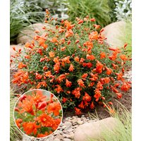 Punica ‚Uniqa®‘ (1 Pflanze) Punica ‚Uniqa®‘ (1 Pflanze)