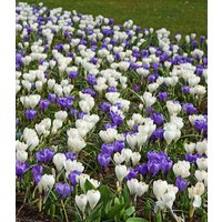 Krokus-Mix ‚Blau-weiß‘ (30 Zwiebeln) Krokus-Mix ‚Blau-weiß‘ (30 Zwiebeln)