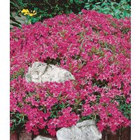 Roter Teppich-Phlox Roter Teppich-Phlox