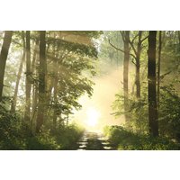 PAPERFLOW Wandbild , Wald, , aus Plexiglas