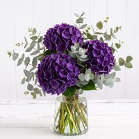 Simply Hydrangeas