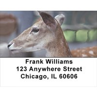 Deer Closeups Address Labels