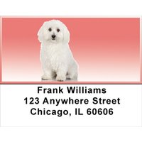 Adorable Bichons Address Labels