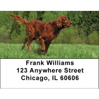 Irish Setter Address Labels