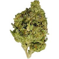 Limoncello Runtz Flower - Sativa - THCA