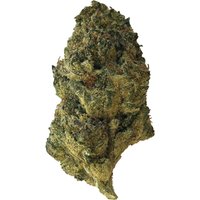 Sunset x Gushers Flower - Hybrid - THCA