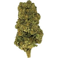 Black Cherry Gelato Flower - Indica - THCA