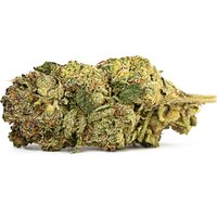Walrus Kush Flower - Hybrid - THCA