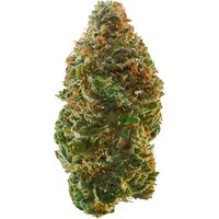 Garlic Cocktail Flower - THCA - Indica