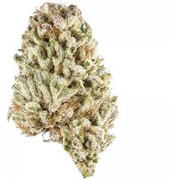 Cat Piss Flower - THCA - Sativa