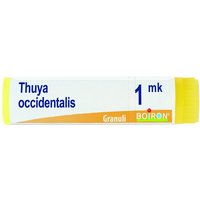 Thuya occident mk gl