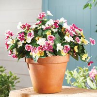 Set of 3 Pansy Bush Picks