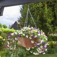 Regal Baskets – Petunias