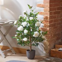 Regent'S Roses – 80Cm