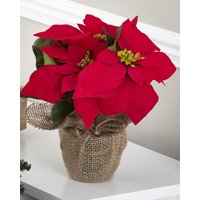 Damart Poinsettia in Hessian Pot