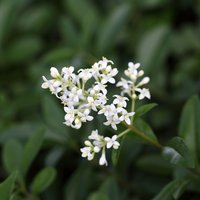 Ligustrum vulgare (Hedging)