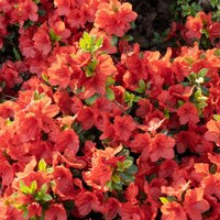 Azalea 'Geisha Orange'