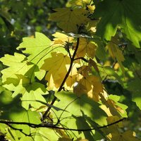 Field Maple (Hedging)
